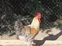 Chickens — Foto 3