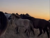 Айғыр, Kazakh horse — 3-сурет