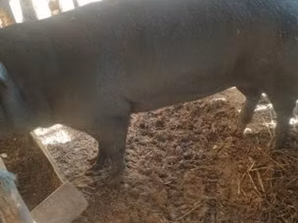 Säue, Schweine