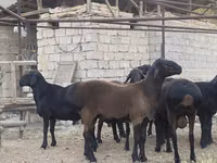 Ram, Blackheaded Persian sheep — photo 6