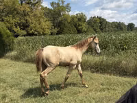 حصان, Kentucky mountain daddle horse — الصورة 3