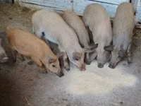 母猪, Pigs — 照片 6