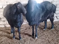 Carnero, Edilbay sheep — foto 2