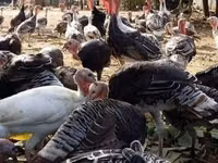 Turkeys — 2-rasm