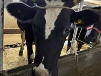Vaca, Russian Black pied cattle — foto 1