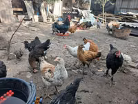 Chickens — foto 6
