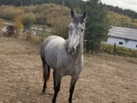 Hengst, Pferde — Foto 4