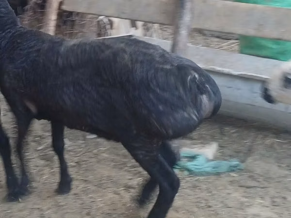 母羊, Sheep