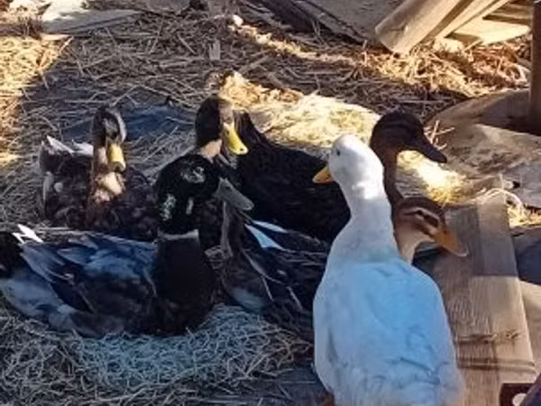 Ducks