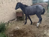 Hengst, Friesian sport horse — Foto 3