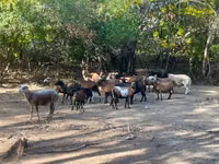Ovejas (lote, sexo no especificado), Cameroon sheep — foto 2