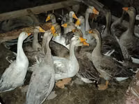 Geese — Foto 4