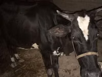गाय, Russian Black pied cattle — फ़ोटो 1