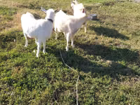 母山羊, Goats — 照片 5