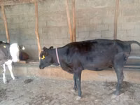 母牛, Cattle — 照片 2