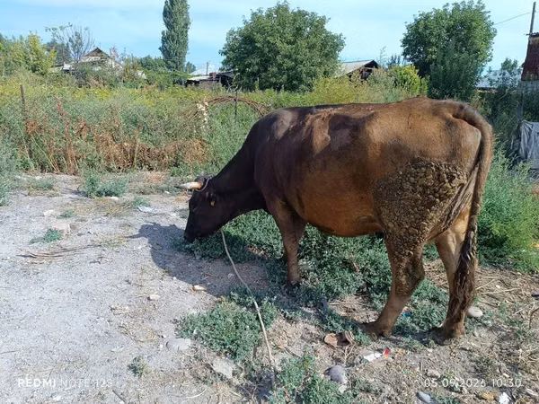 母牛, Alatau breed — 吉尔吉斯斯坦