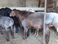 كبش, Hissar sheep — الصورة 2