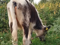 母牛, Russian Black pied cattle — 照片 1