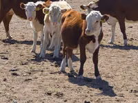 Kuh, Latvian Blue cattle — Foto 3