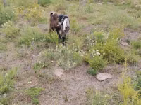 Ziegen (Partie, Geschlecht nicht angegeben), Ziegen — Foto 1