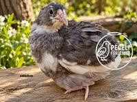 Quails — الصورة 7