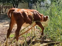 Bulle, Kasachische Weißkopfkuh — Foto 8