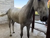 Caballo, Orlov Trotter — foto 2