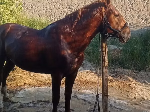 Hengst, Karabakh horse