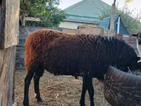Qoʻchqor, Romanov sheep — 5-rasm