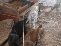 Billy Goat, Goats — photo 2