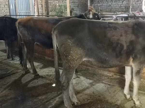 母牛, Swiss cattle — 吉尔吉斯斯坦