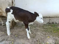 Kuh, Simmental cattle — Foto 4