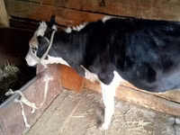 गाय, Russian Black pied cattle — फ़ोटो 1