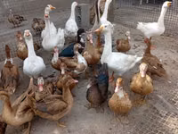 Geese — Foto 3