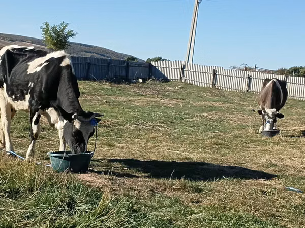 Kuh, Russian Black pied cattle