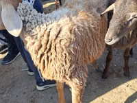 Ovejas (lote, sexo no especificado), Ovejas — foto 5