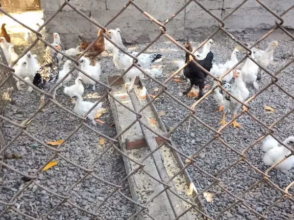 Chickens — Kirgisistan