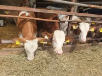 Qoramol (partiya, jinsi ko‘rsatilmagan), Simmental cattle — 5-rasm