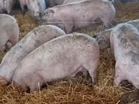 Schweine (Partie, Geschlecht nicht angegeben) — Foto 1