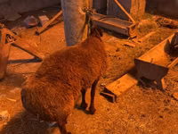 Carnero, Hissar sheep — foto 2