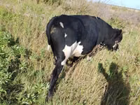 公牛, Russian Black pied cattle — 照片 2