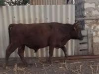公牛, Aberdeen-Angus — 照片 2