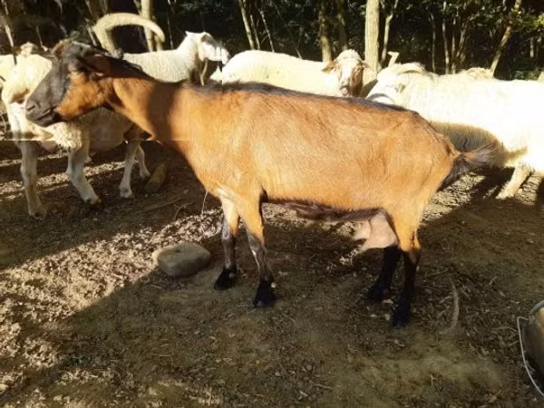 Cabra, Cabras