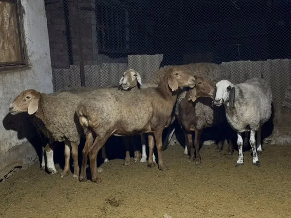 Qoʻy, Arashan sheep