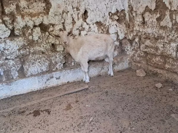 Ziege, Russian White goat