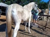Horse (M), Lipizzaner — photo 2