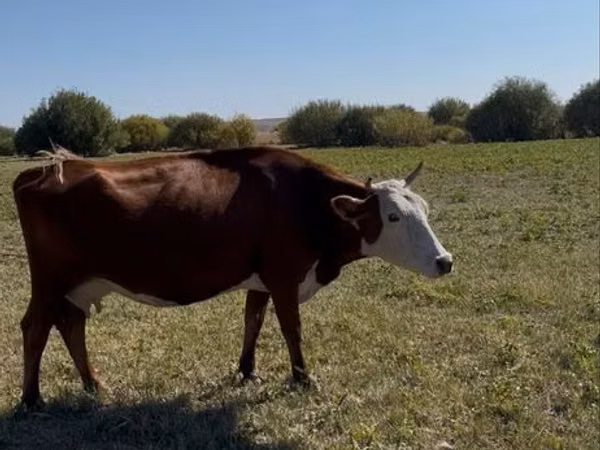 गाय, Latvian Blue cattle — कज़ाखस्तान