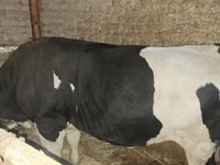 ثور, Simmental cattle — الصورة 1