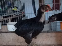 Ayam Cemani — Foto 2