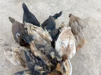 Chickens — फ़ोटो 5